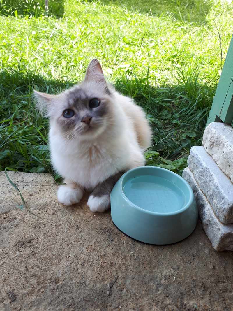 Un chat câliné au Domaine de Mirabelle