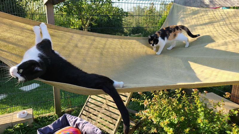 Un chat se prélassant dans l'espace extérieur de la pension