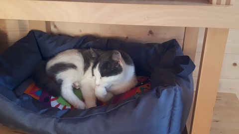 Chat au Domaine de Mirabelle
