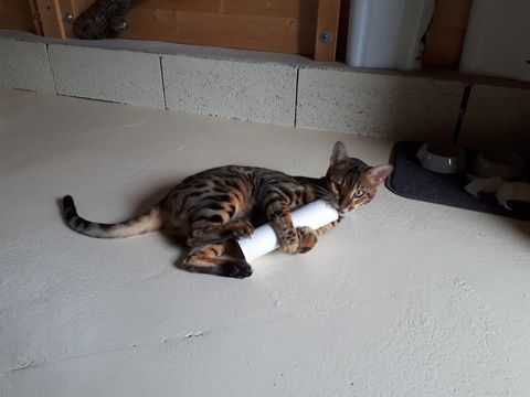 Chat au Domaine de Mirabelle
