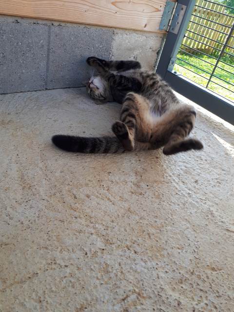 Chat au Domaine de Mirabelle