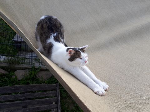 Chat au Domaine de Mirabelle