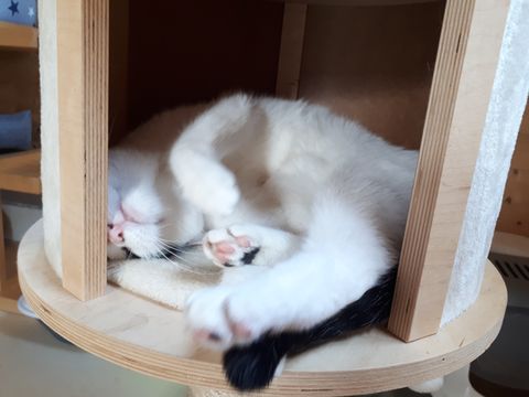 Chat au Domaine de Mirabelle