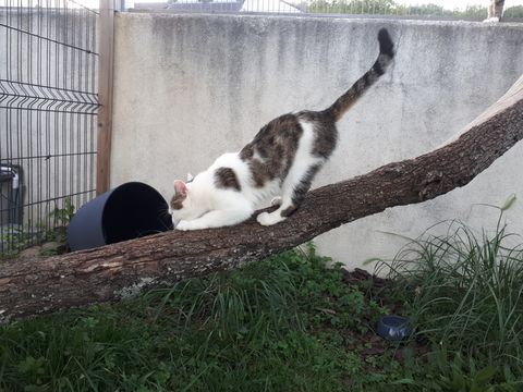 Chat au Domaine de Mirabelle