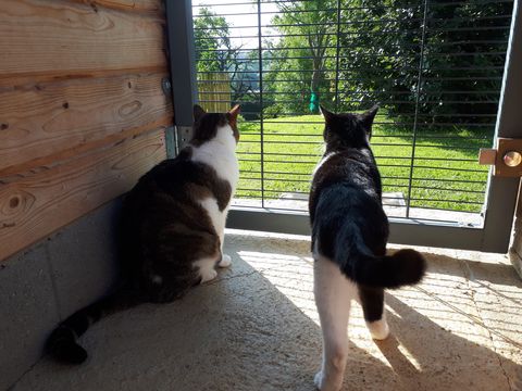 Chat au Domaine de Mirabelle