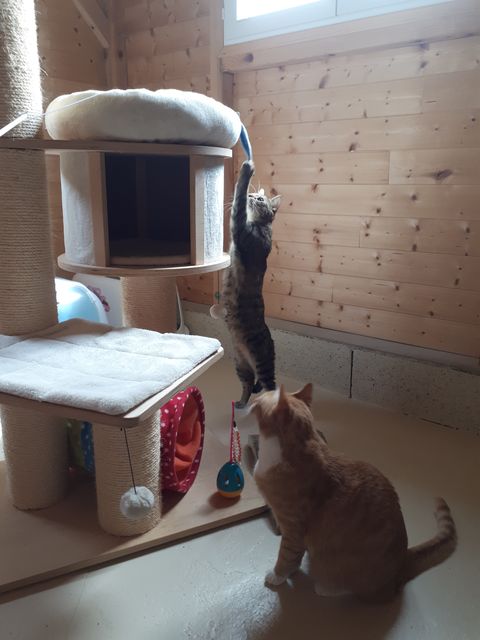 Chat au Domaine de Mirabelle