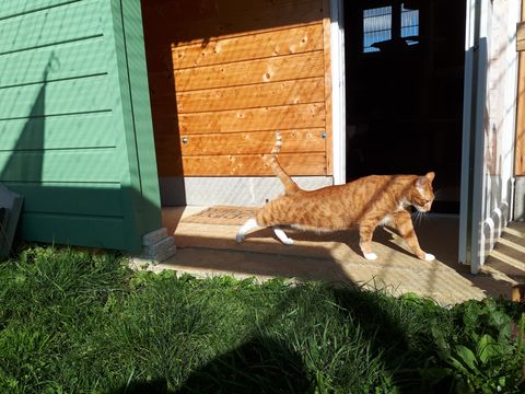 Chat au Domaine de Mirabelle