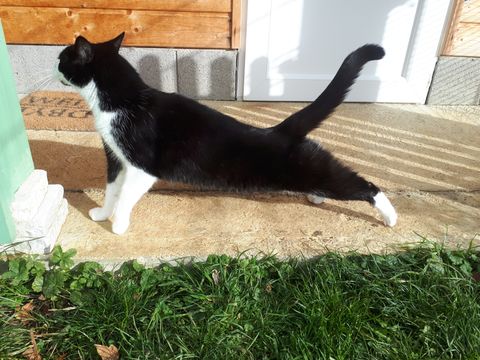 Chat au Domaine de Mirabelle