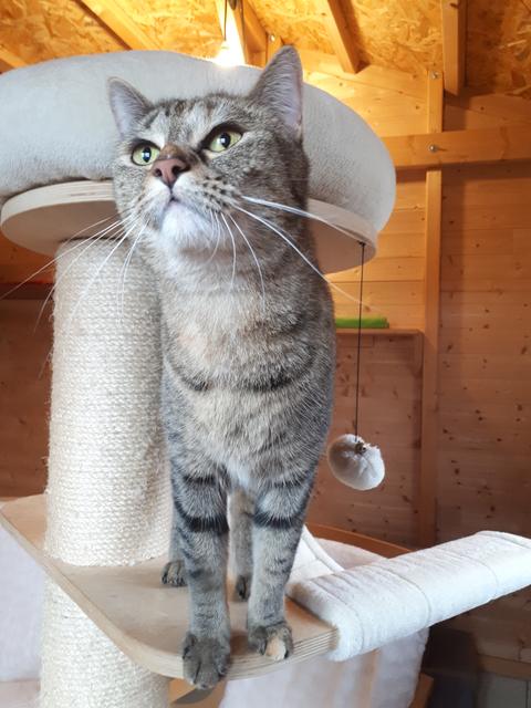 Chat au Domaine de Mirabelle