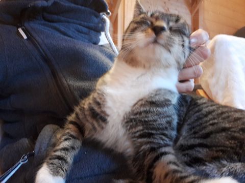 Chat au Domaine de Mirabelle