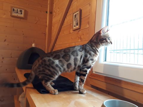 Chat au Domaine de Mirabelle
