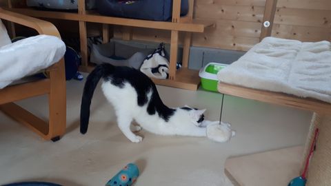 Chat au Domaine de Mirabelle