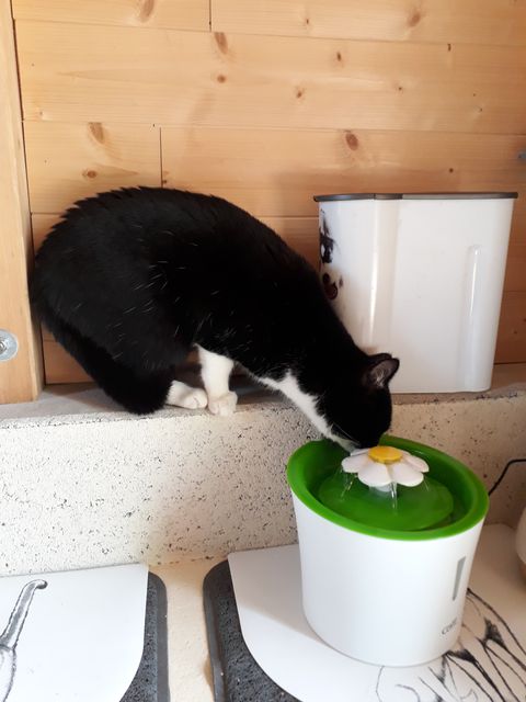 Chat au Domaine de Mirabelle