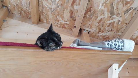 Chat au Domaine de Mirabelle