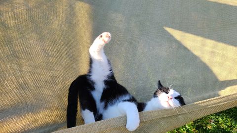 Chat au Domaine de Mirabelle