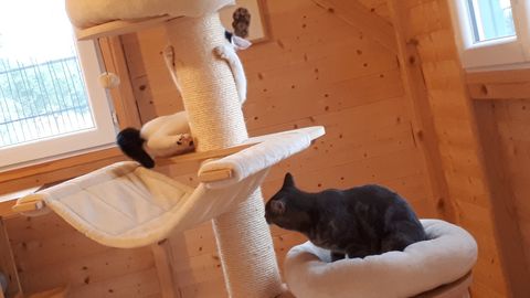 Chat au Domaine de Mirabelle