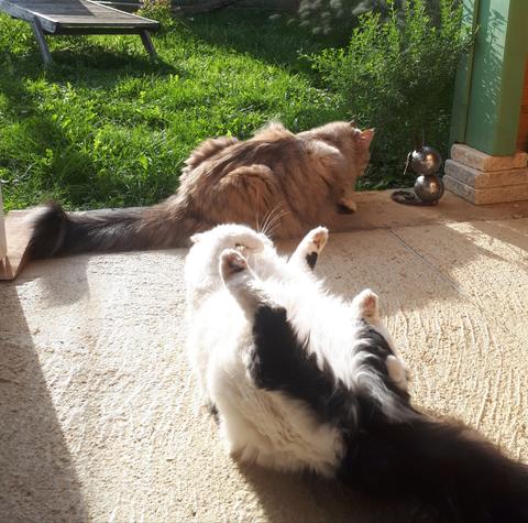 Chat au Domaine de Mirabelle