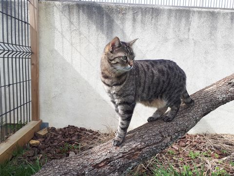 Chat au Domaine de Mirabelle