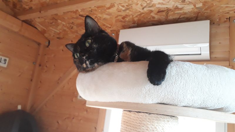 Un chat profitant d'une cachette de la pension